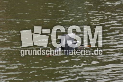 Graureiher-A 229.jpg